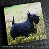 Scottish Terrier Magnetic Note Pad Square